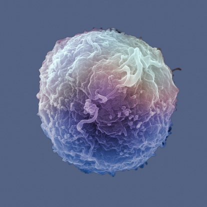 Lymphocyte